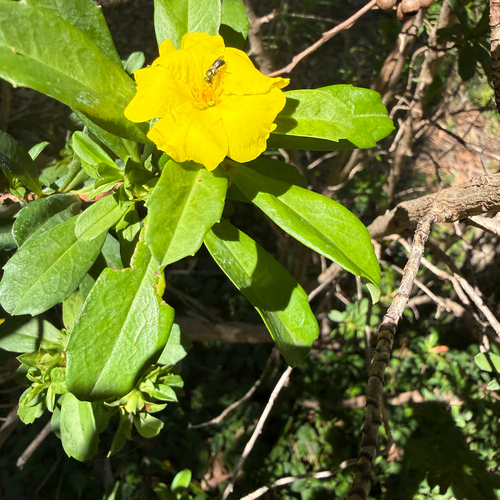 Hibbertia observed 2026-10-27