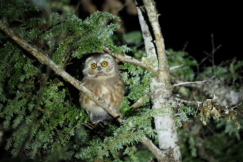 Aegolius acadicus observed 2026-10-25