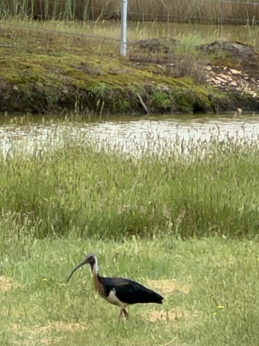 Threskiornis spinicollis, 2026-10-27