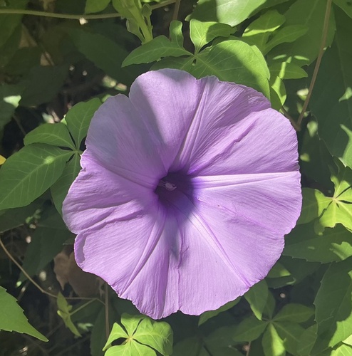 Ipomoea indica observed 2026-10-27