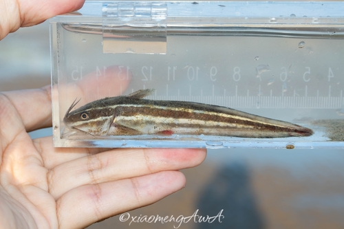 Plotosus observed 2026-10-27