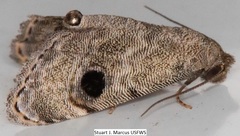 Abablemma brimleyana