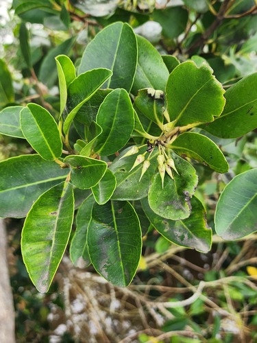 Aegiceras corniculatum observed 2026-10-27