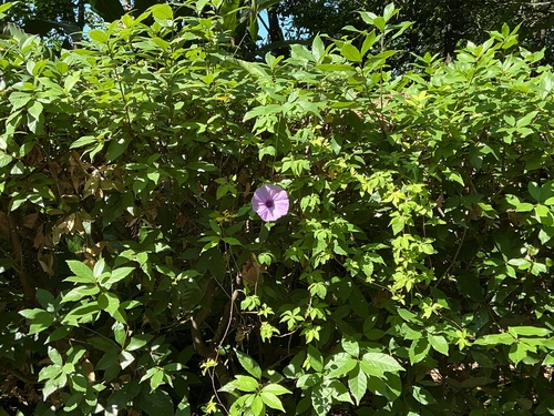 Ipomoea indica observed 2026-10-27