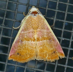 Eublemma cinnamomea