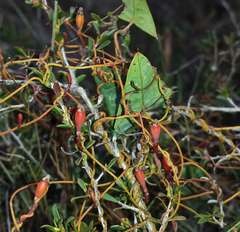 Cassytha glabella dispar