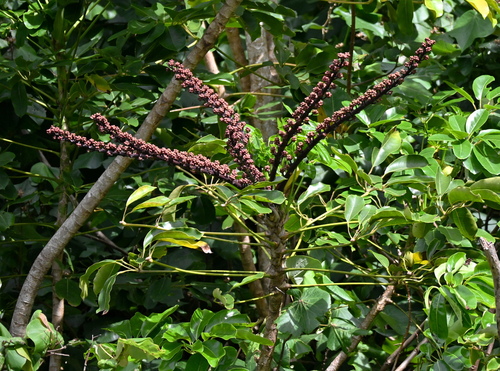 Schefflera, 2026-10-26
