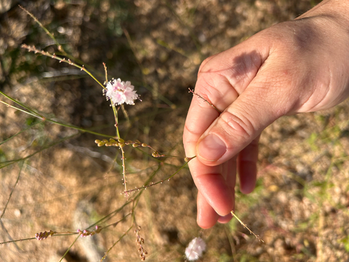 Boerhavia observed 2026-10-26
