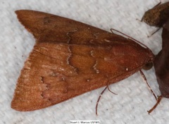 Anomis illita