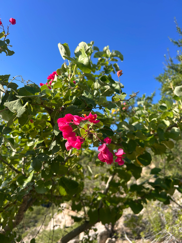 Antigonon leptopus observed 2026-10-26