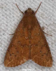 Anomis illita