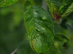 Orchestes steppensis