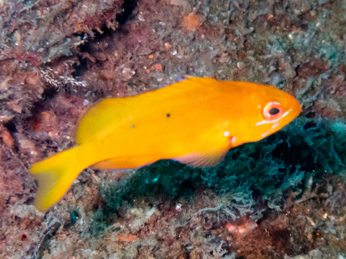 Anthias observed 2026-10-26