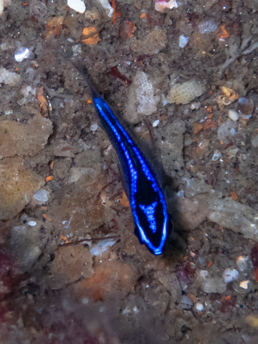 Chromis observed 2026-10-26