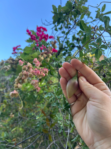 Antigonon leptopus observed 2026-10-26