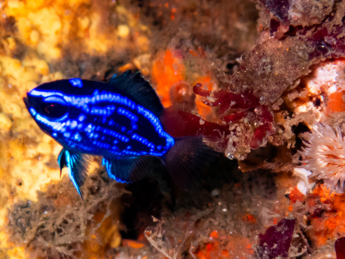 Chromis observed 2026-10-26