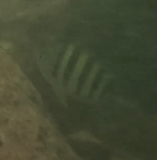 Abudefduf saxatilis observed 2026-10-23