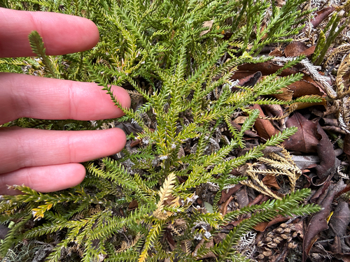 Diphasium scariosum observed 2026-10-27
