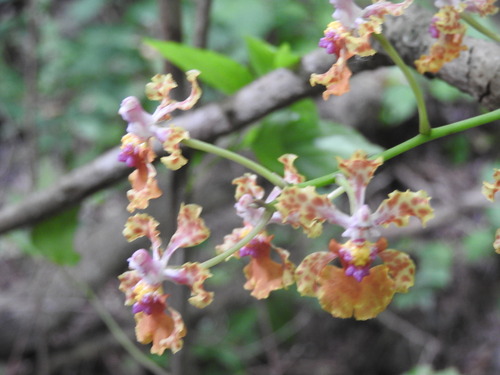 Oncidium luridum observed 2026-10-26