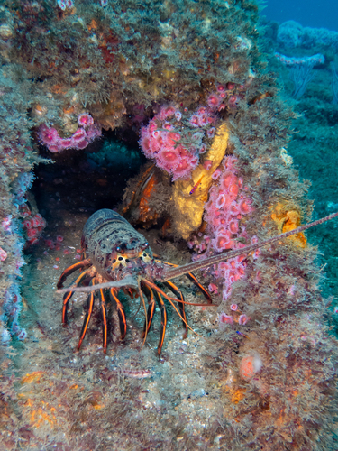 Panulirus observed 2026-10-26