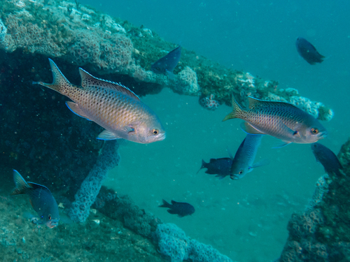 Chromis observed 2026-10-26