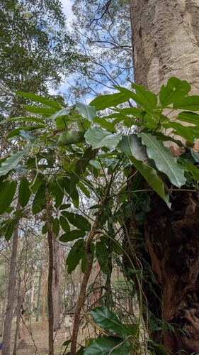 Schefflera observed 2026-10-27