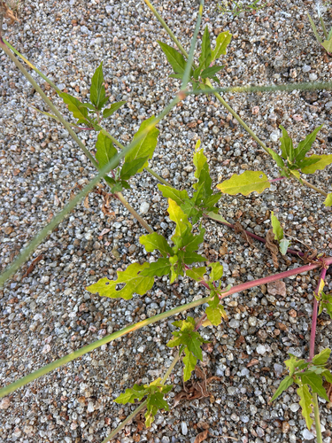 Boerhavia observed 2026-10-26