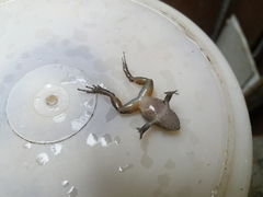 Craugastor underwoodi