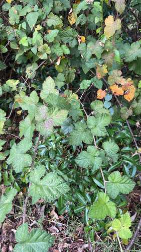 Rubus moluccanus observed 2026-10-27
