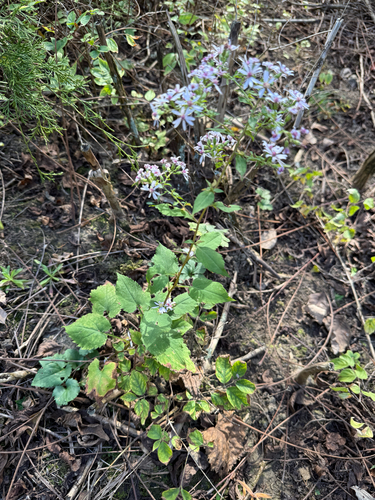 Symphyotrichum cordifolium, 2026-10-26