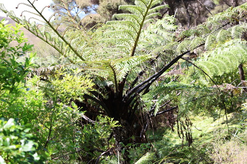 Sphaeropteris medullaris observed 2026-10-24