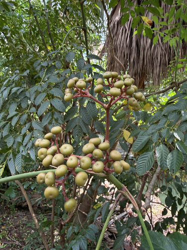 Leea guineensis observed 2026-10-27