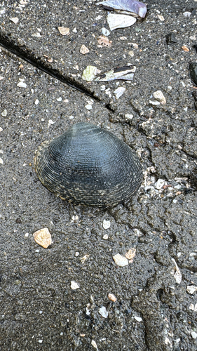 Venerupis observed 2026-10-24