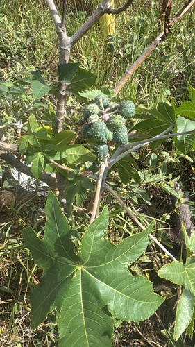 Ricinus communis observed 2026-10-25