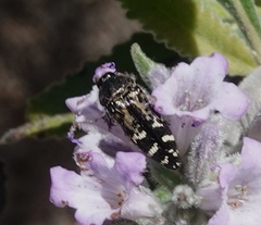 Acmaeodera connexa