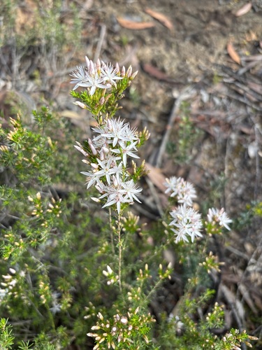 Calytrix, 2026-10-27