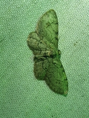 Texas Gray (Glenoides texanaria)