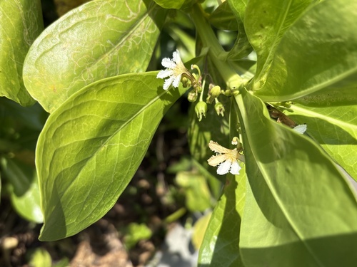 Scaevola taccada observed 2026-10-27