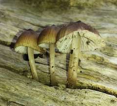 Mycena subgalericulata