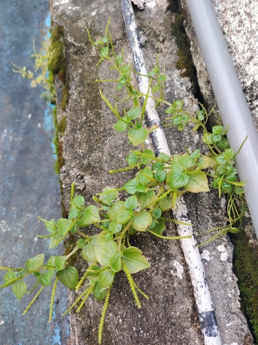 Peperomia pellucida observed 2026-10-27