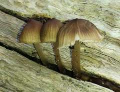 Mycena subgalericulata