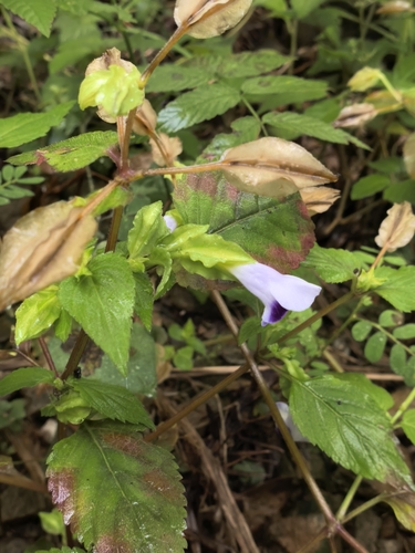 Torenia violacea observed 2026-10-02