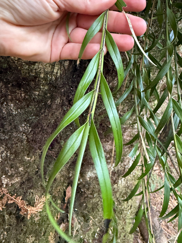 Earina autumnalis observed 2026-10-27