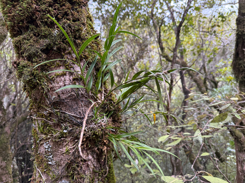 Earina autumnalis observed 2026-10-27