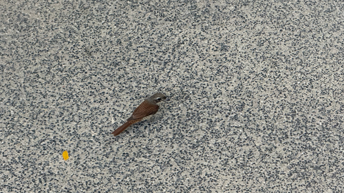Lanius tigrinus observed 2026-10-27