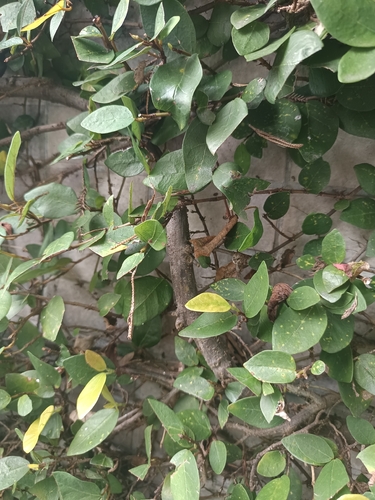Ficus pumila observed 2026-10-27