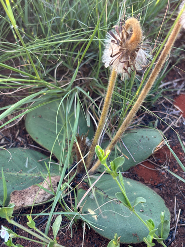 Piloselloides hirsuta observed 2026-10-26