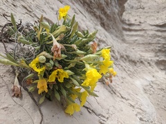 Oenothera lavandulifolia