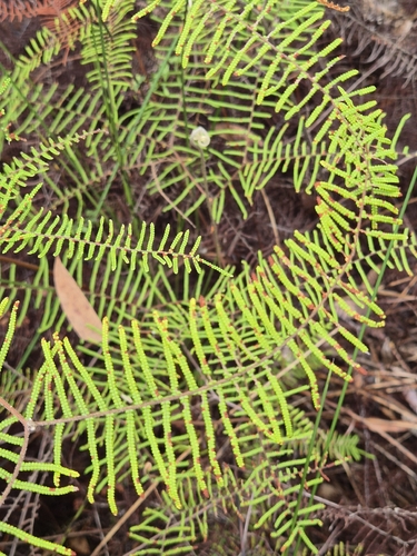 Gleichenia dicarpa observed 2026-10-25