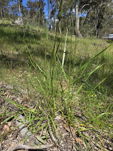 Lolium arundinaceum observed 2026-10-27